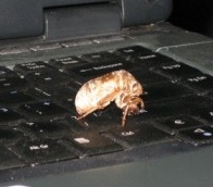 cicada nymph husk